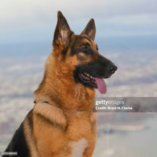 Best In Show winner at the 2017 Westminster Kennel Club Dog Show "Rumor", a 5 year old German Shepherd, poses for photographs during his visit to One...