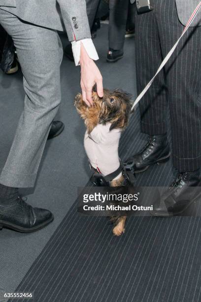 Thom Browne's dog attends Thom Browne Women's Front Row & Runway at Fashion Week on February 15, 2017 in New York City.
