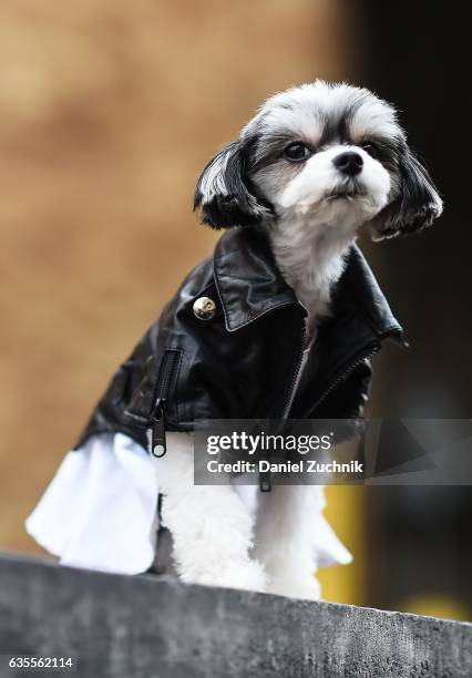 Tinkerbelle the Dog is seen wearing a leather jacket outside the Anna Sui show during New York Fashion Week on February 15, 2017 in New York City.