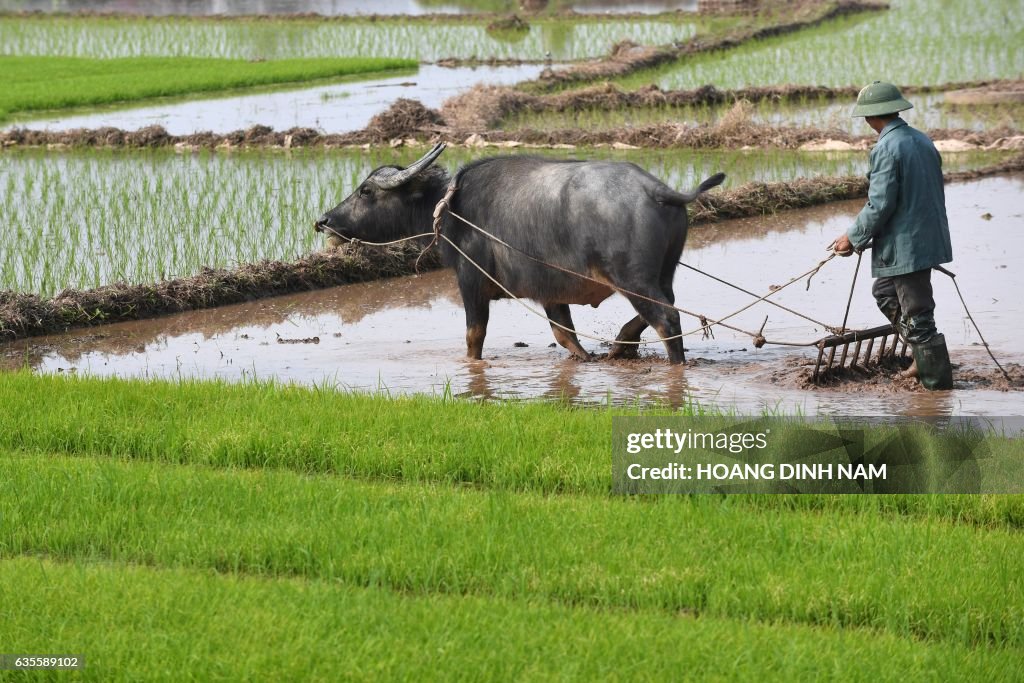 VIETNAM-ECONOMY-RICE
