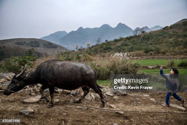 Left behind' child Luo Hongni throws a stone as she tends to one of the family's cows in the fields on December 17, 2016 in Anshun, China. Like...