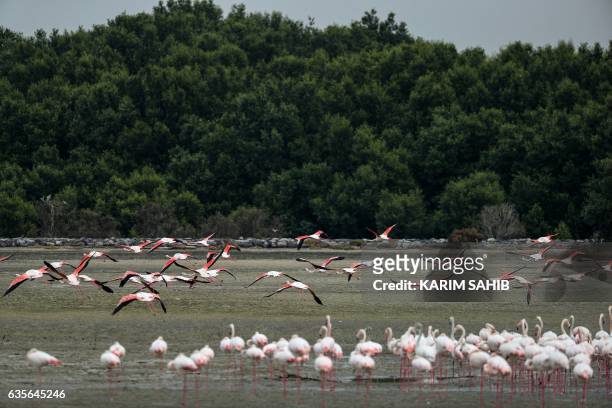 Pink flamingos take flight at the Ras al-Khor Wildlife Sanctuary on the outskirts of Dubai, in the United Arab Emirates, on February 16, 2017. - The...