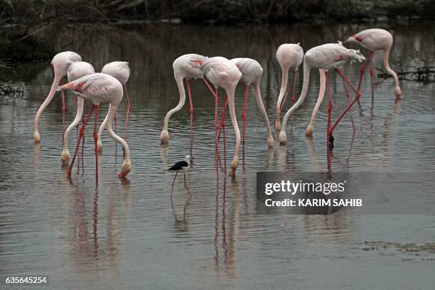 Pink flamingos search for food in the water at the Ras al-Khor Wildlife Sanctuary on the outskirts of Dubai, in the United Arab Emirates, on February...