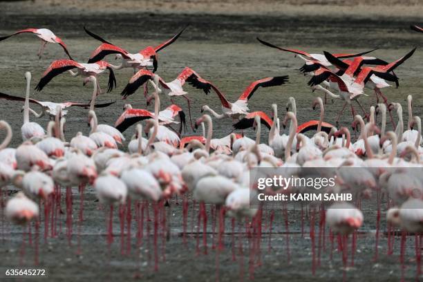 Pink flamingos take flight at the Ras al-Khor Wildlife Sanctuary on the outskirts of Dubai, in the United Arab Emirates, on February 16, 2017. - The...