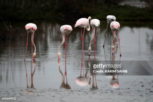 Pink flamingos search for food in the water at the Ras al-Khor Wildlife Sanctuary on the outskirts of Dubai, in the United Arab Emirates, on February...
