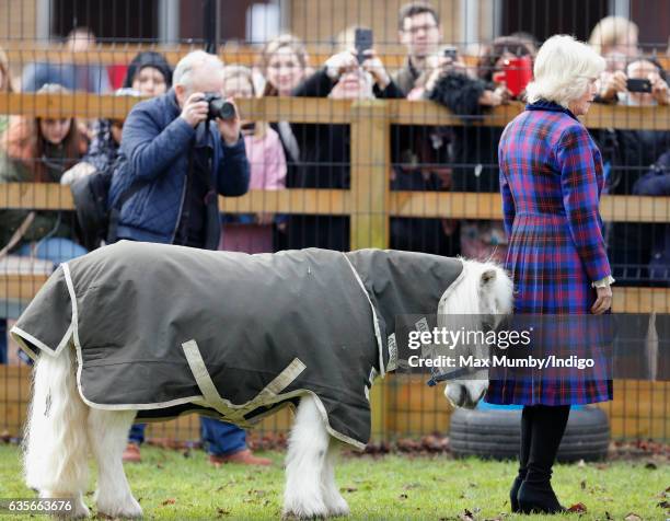 Camilla, Duchess of Cornwall meets 'Pedro' a Shetland Pony during a visit to the Ebony Horse Club riding centre to celebrate the club's 21st...