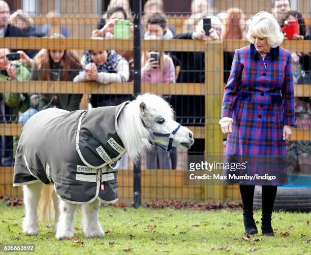 Camilla, Duchess of Cornwall meets 'Pedro' a Shetland Pony during a visit to the Ebony Horse Club riding centre to celebrate the club's 21st...