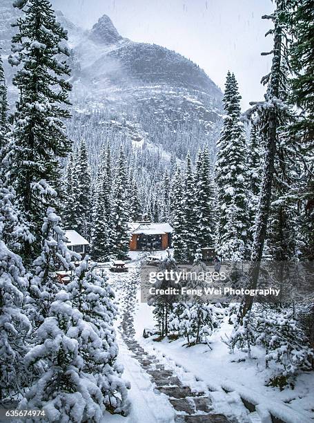 heavy snow at lake o'hara campground, yoho national park, british columbia, canada - lago o'hara imagens e fotografias de stock