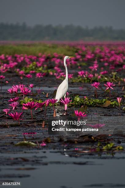 sea of red lotus lake, thailand - udon thani stockfoto's en -beelden