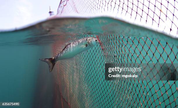 bluefish caught in fish pond trying to escape - sustainable fishing stock pictures, royalty-free photos & images