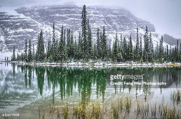 snowfall at mary lake, lake o'hara, yoho national park, british columbia, canada - lago o'hara foto e immagini stock