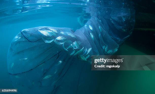 industrial fishing of bluefish during migration - pomatomus saltatrix stock pictures, royalty-free photos & images