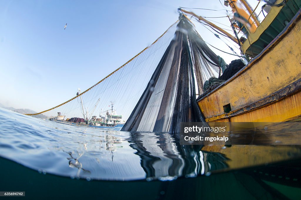 Industrial fishing of bluefish during migration