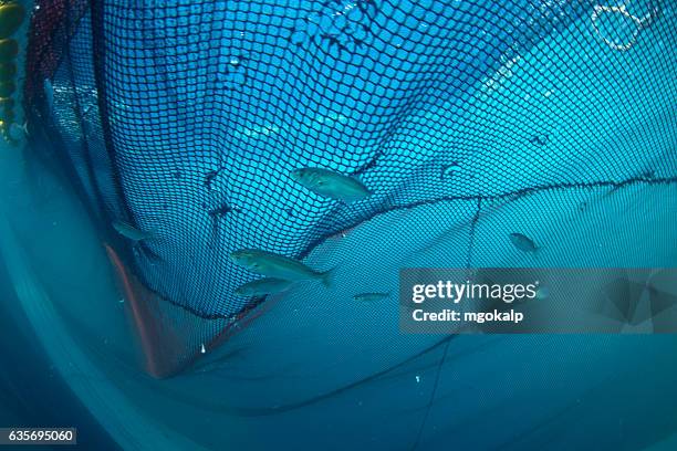 industrial fishing of bluefish during migration - pomatomus saltatrix stock pictures, royalty-free photos & images