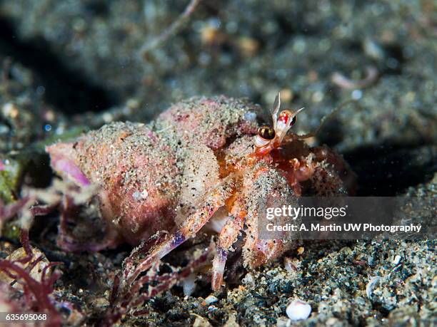 hermit crab (pagurus sp.) - anemone sp stock pictures, royalty-free photos & images