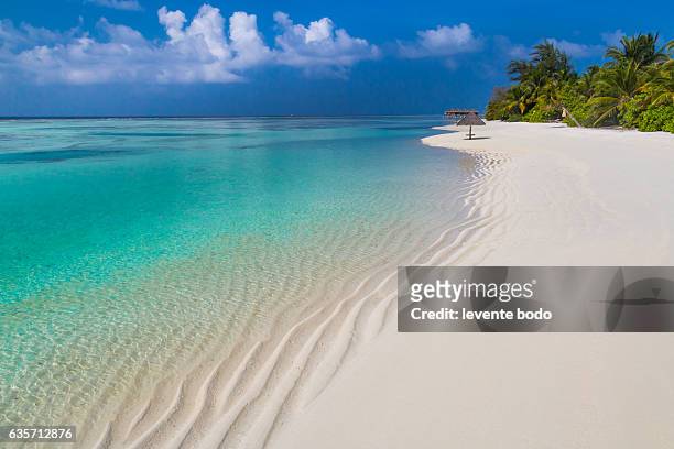 maldives paradise beach. perfect tropical island. beautiful palm trees and tropical beach. moody blue sky and blue lagoon. luxury travel summer holiday background concept. - malediven stock-fotos und bilder