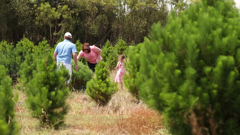 Own Tree Getty Family Tree Videos and HD Footage - Getty Images
