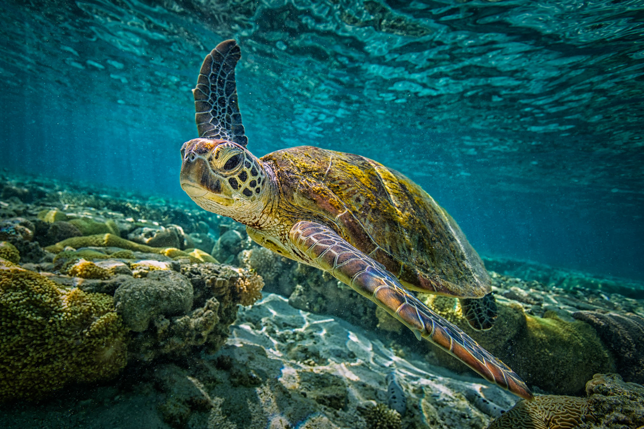conservation wildlife
