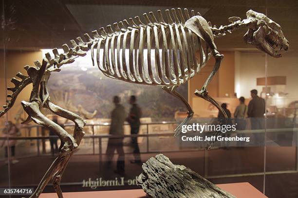 Hall of Dinosaurs skeleton in the Smithsonian National Museum of Natural History.