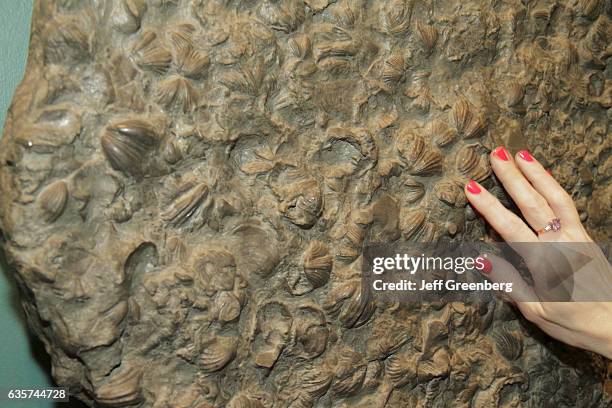 Shell Fossil Building Shell Fossil Photos and Premium High Res Pictures - Getty Images