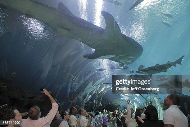 People walking through the Ocean Voyager tunnel in the Georgia Aquarium.