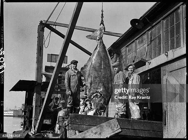 Loading Docks Fish Loading Fish Photos and Premium High Res Pictures - Getty Images
