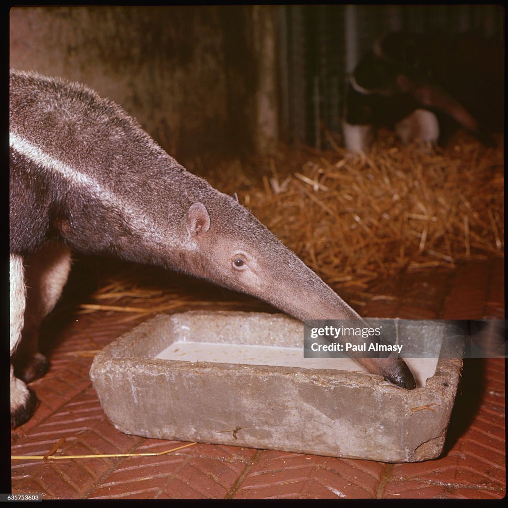 Long-Nosed Ant Bear