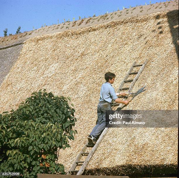 Boy on a tall wooden ladder leans against a thatched roof and trims it flat with shears. France.