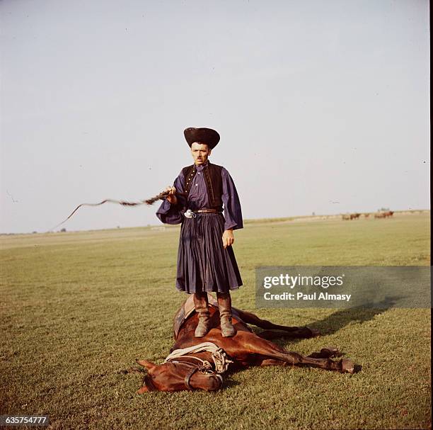 Csikos, or Hungarian cowboy, demonstrates authority over his horse, making it lay down while he stands on its leg.