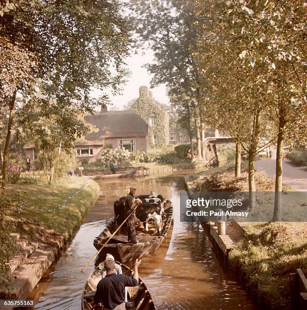 Transporting cattle by barge in Giethoorn, Netherlands, where the village is entirely surrounded by canals, making water transportation necessary.
