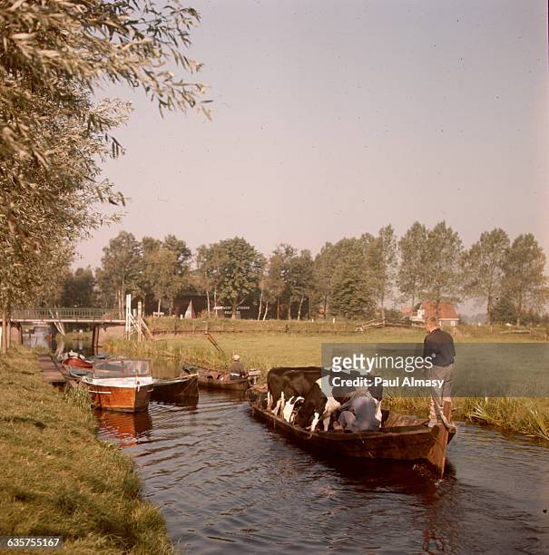 Transporting cattle by barge in Giethoorn, the Netherlands, where the village is entirely surrounded by canals, making water transportation necessary.