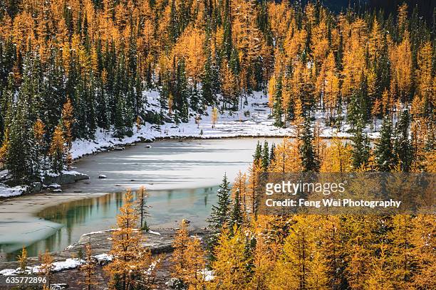 autumn color in rocky mountains, lake o'hara, yoho national park, canada - lago o'hara imagens e fotografias de stock