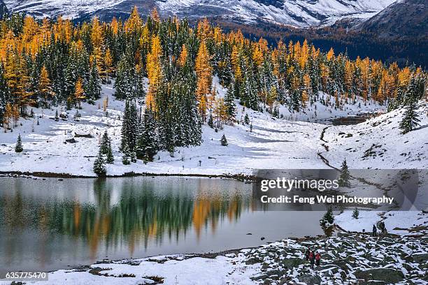 autumn larches in rocky mountains, lake o'hara, yoho national park, british columbia, canada - lago o'hara foto e immagini stock