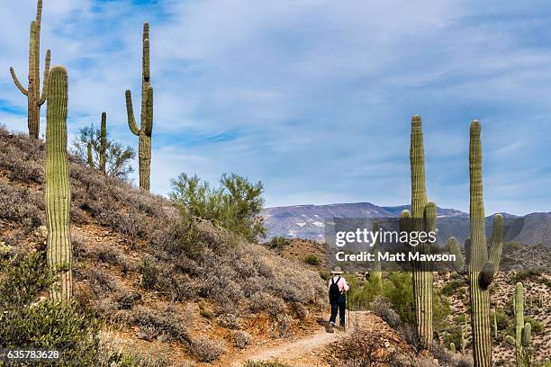 hiking in arizona - saguaro cactus stock pictures, royalty-free photos & images