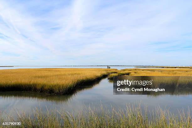 Salt Water Reeds Reeds Virginia Photos and Premium High Res Pictures - Getty Images