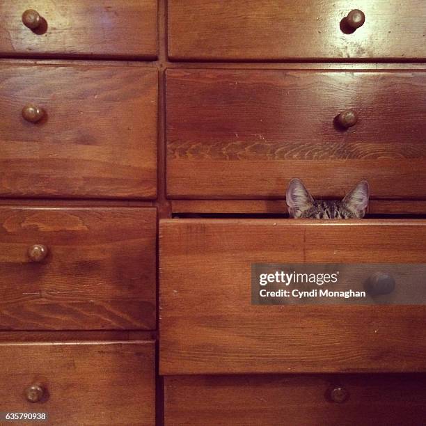 hidden cat - camouflaged cat ストックフォトと画像