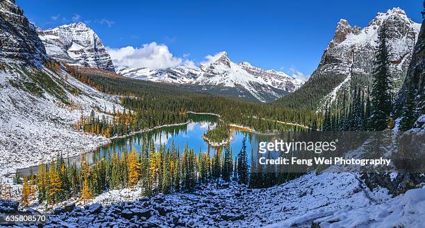 autumn scenery in canadian rockies, lake o'hara, yoho national park, british columbia, canada - lago o'hara imagens e fotografias de stock