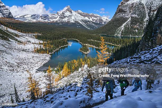 autumn hike in canadian rockies, lake o'hara, yoho national park, british columbia, canada - lago o'hara foto e immagini stock