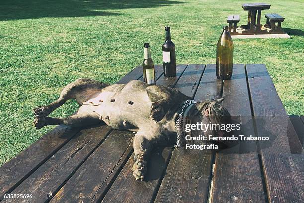 drunk dog - dead dog stock pictures, royalty-free photos & images