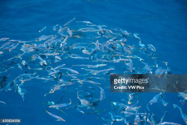 Rippled view of schooling jack mackerel, Trachurus symmetricus, just below the surface off Guadalupe Island, Mexico.