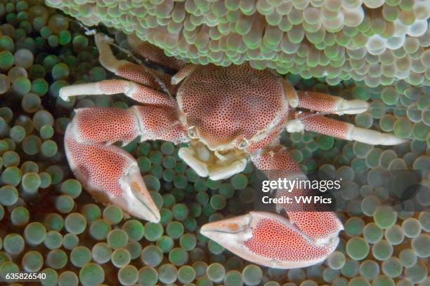 Porcelain crab, Neopetrolisthes maculata, on anemone. Mabul Island, Malaysia.