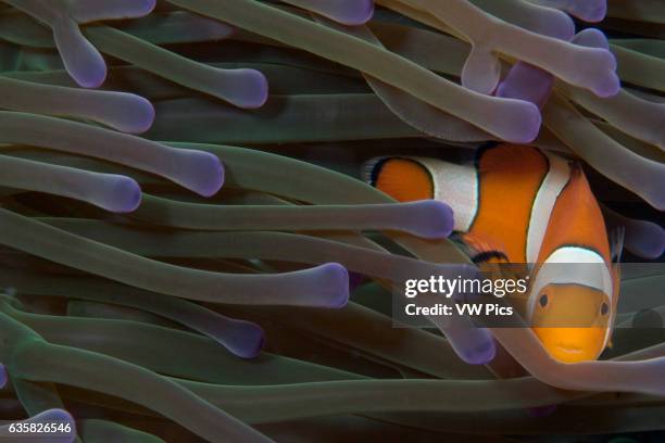 Clown anemonefish, Amphiprion percula, in anemone, Heteractis magnifica, Indonesia.