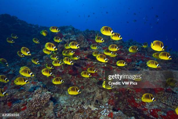 Schooling raccoon butterflyfish, Chaetodon lunula, Hawaii.