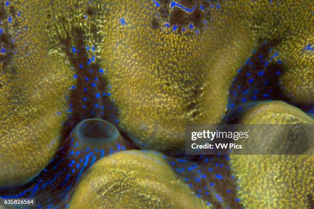Giant tridacna clam, Tridacna gigas, mantle detail. Malaysia.