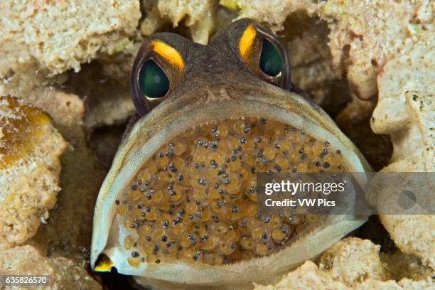 Fish Brooding 134 Fish Brooding Stock Photos, High-Res Pictures, and Images - Getty ...