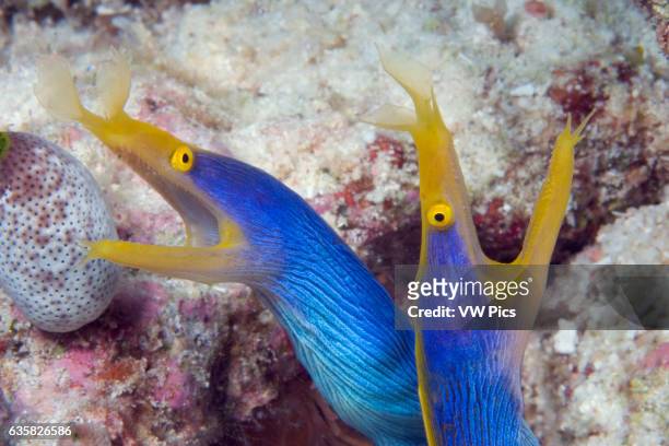 Pair of blue ribbon eels, Rhinomuraena quaesita. Indonesia.