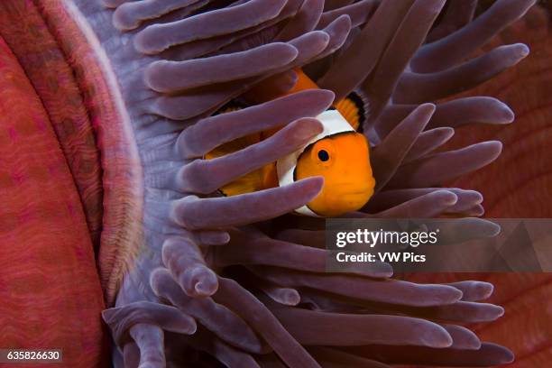 Clown anemonefish, Amphiprion percula, in anemone, Heteractis magnifica, Indonesia.