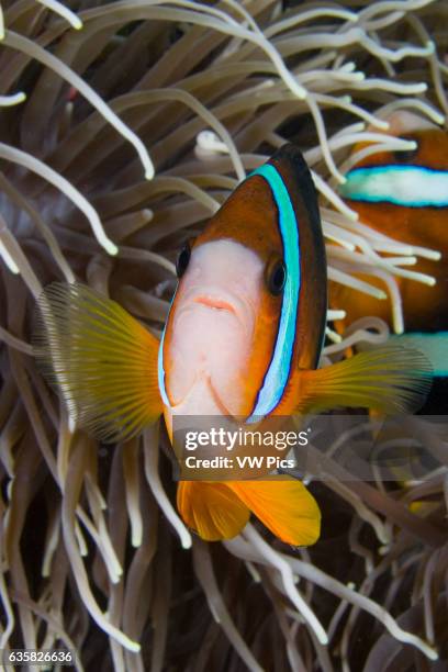 Clark's anemonefish, Amphiprion clarkii, in anemone, Indonesia.