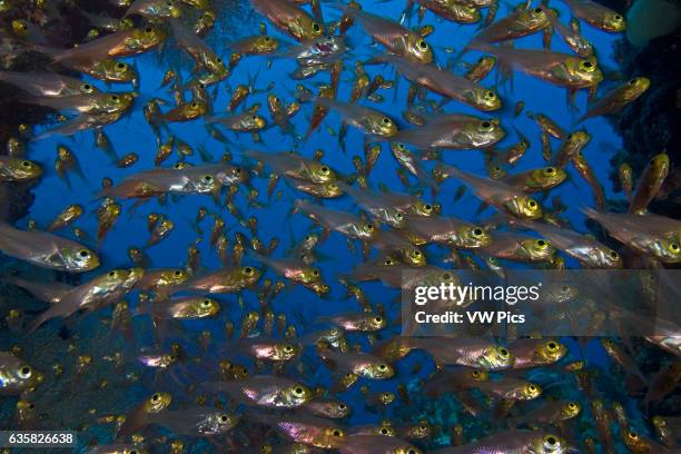 Yellow glassy sweepers, Parapriacanthus ransonneti, Indonesia.