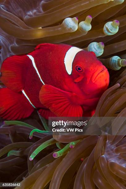 Female spine-cheek anemonefish, Premnas biaculeatus, and sea anemone, Entacmaea quadricolor, Indonesia.